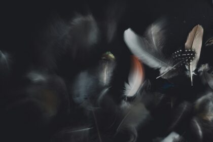 feathers falling